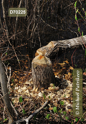 North American Beaver (Castor canadensis)